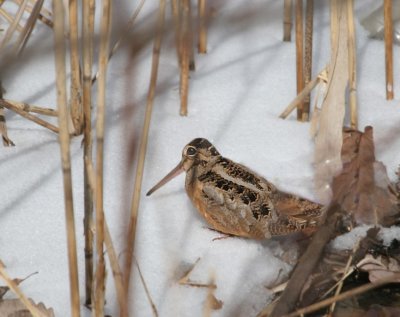 American Woodcock