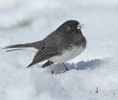 Dark-eyed Junco