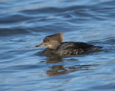 Hooded Merganser