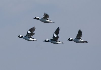 Buffleheads