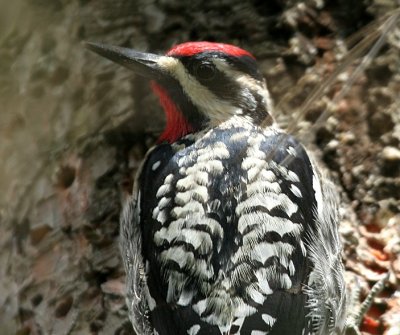 Yellow-bellied Sapsucker