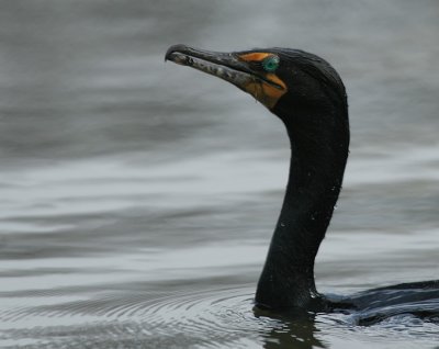 Double-crested Cormorant