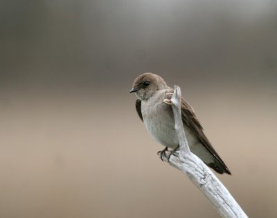 Northern Rough-winged Swallow