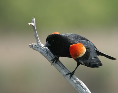Red-winged Blackbird