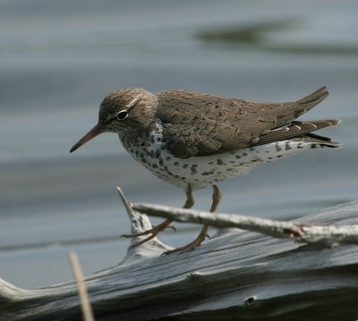 Spotted Sandpipers