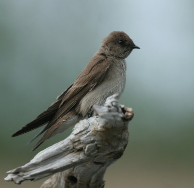 Northern Rough-winged Swallow