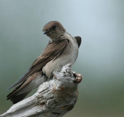 Northern Rough-winged Swallow