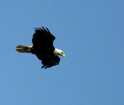 Bald Eagle over my house :-)