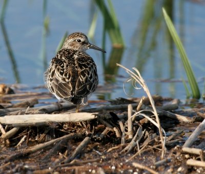 Least Sandpiper