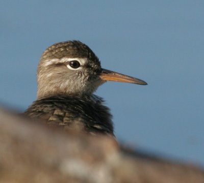 Spotted Sandpiper