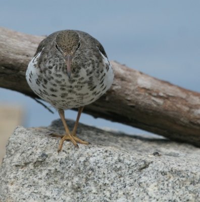 Spotted Sandpiper
