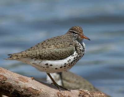 Spotted Sandpiper