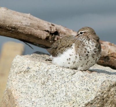 Spotted Sandpiper