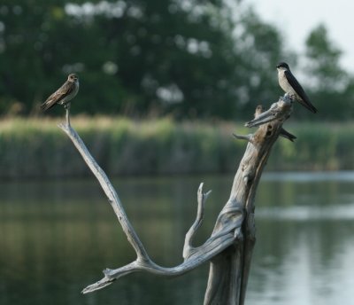 Rough-winged & Tree Swallow