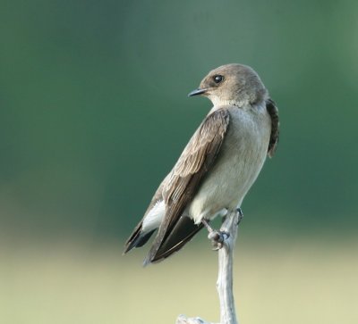 Northern Rough-winged Swallow