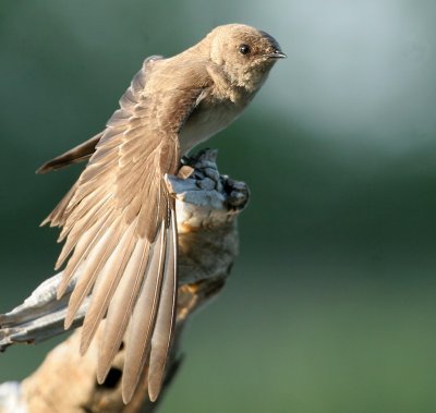 Northern Rough-winged Swallow