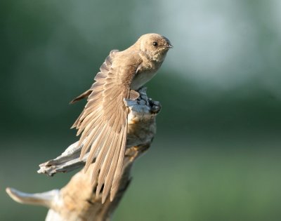 Northern Rough-winged Swallow