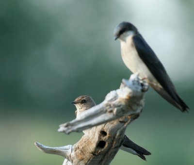Rough-winged & Tree Swallow