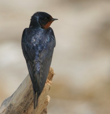 Barn Swallow