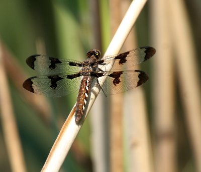 Common Whitetail female