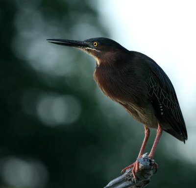 Green Heron