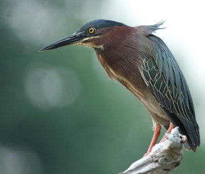 Green Heron