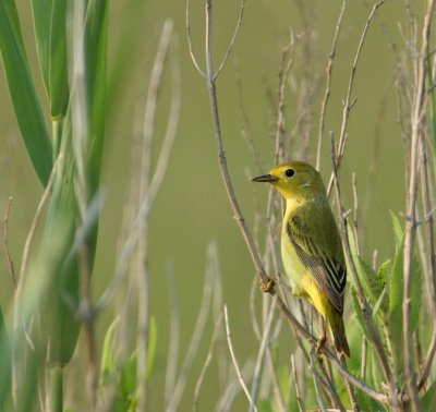 Yellow Warbler