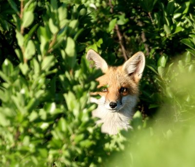 Fox