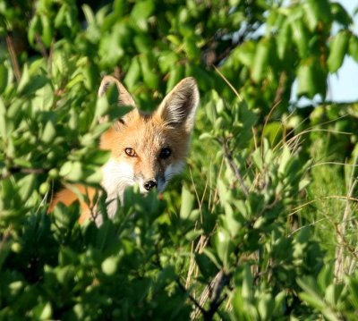 Fox