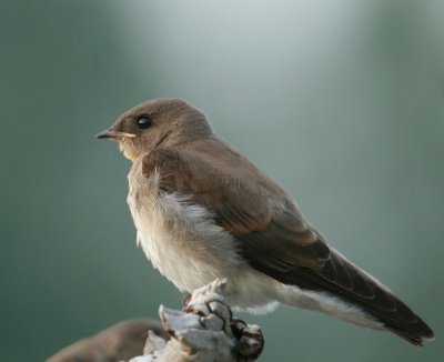 Juvenile Northern Rough-winged Swallow