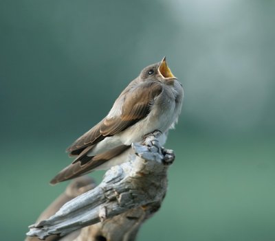 Juvenile Northern Rough-winged Swallow