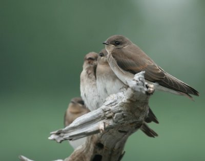 Juvenile Northern Rough-winged Swallow
