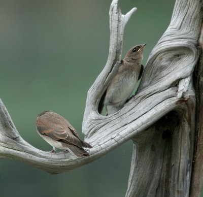 Juvenile Northern Rough-winged Swallow
