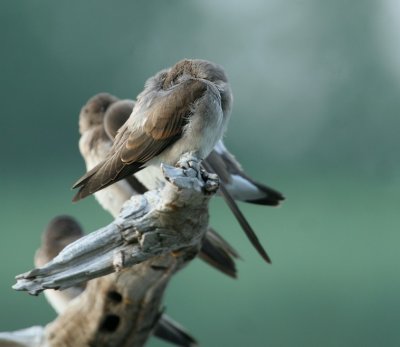 Juvenile Northern Rough-winged Swallow