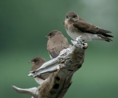 Juvenile Northern Rough-winged Swallow
