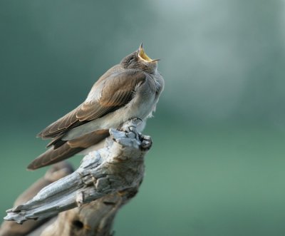 Juvenile Northern Rough-winged Swallow