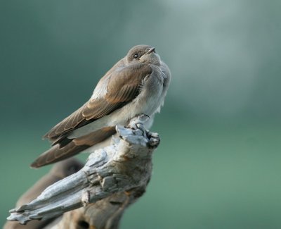 Juvenile Northern Rough-winged Swallow