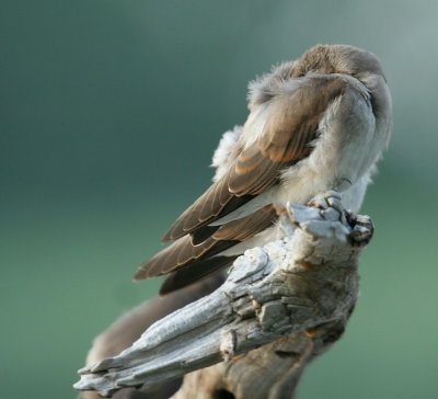 Juvenile Northern Rough-winged Swallow