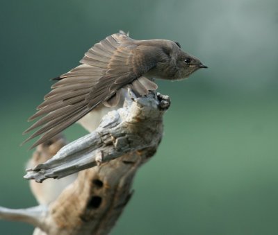 Juvenile Northern Rough-winged Swallow