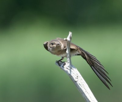 Juvenile Northern Rough-winged Swallow