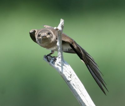 Juvenile Northern Rough-winged Swallow