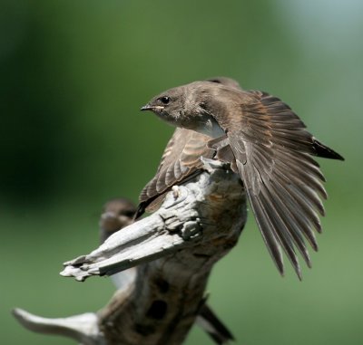 Juvenile Northern Rough-winged Swallow