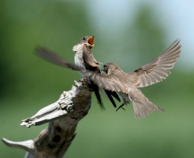Juvenile Northern Rough-winged Swallow