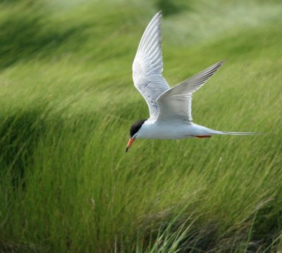 Forster's Terns