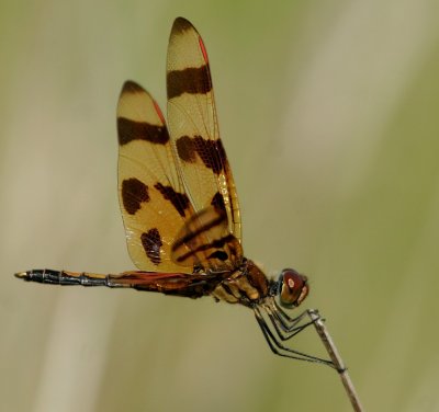 Halloween Pennant