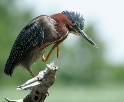 Green Heron