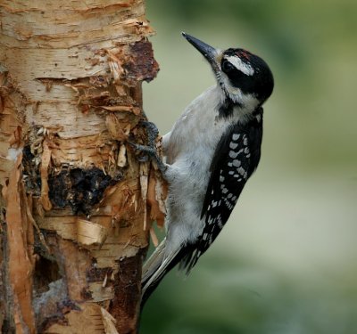 hairy_woodpecker