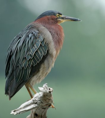 Green Heron