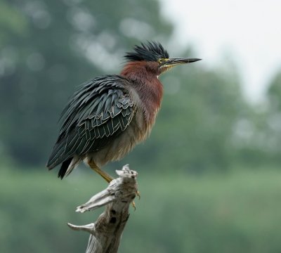 Green Heron