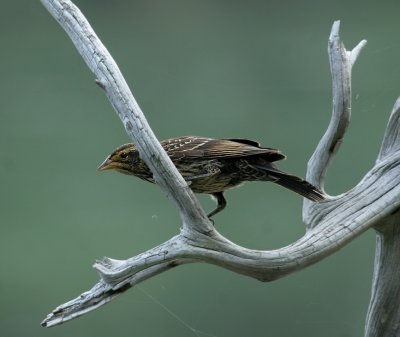 Red-winged Blackbird